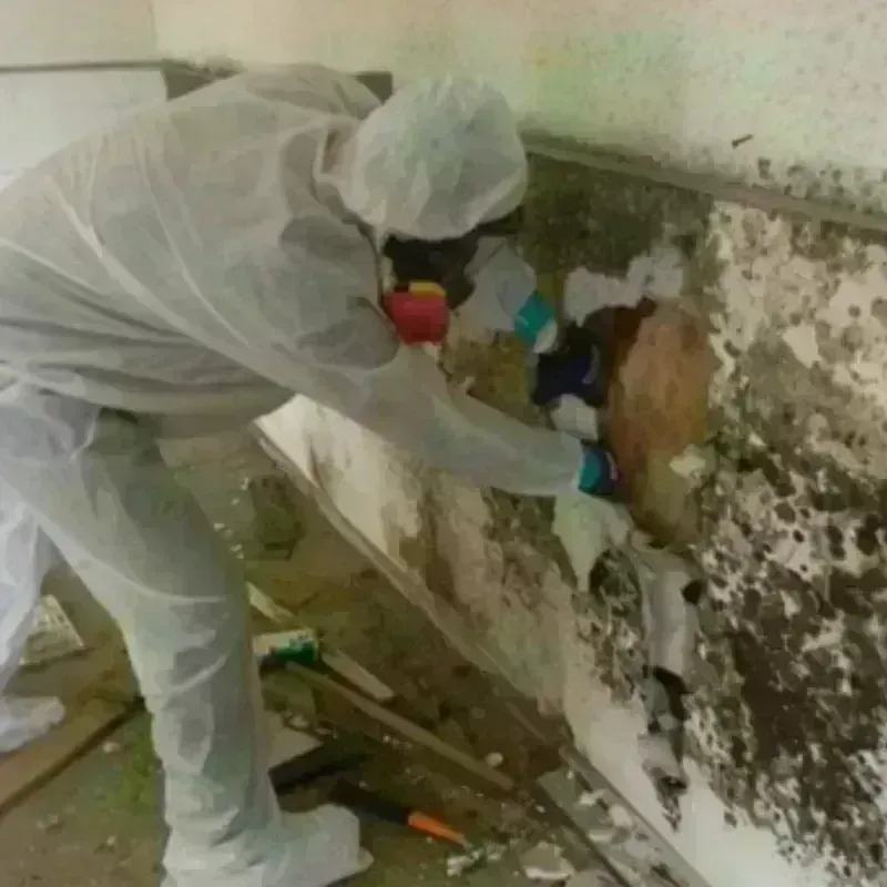 Mold Remediation and Removal in Lake View, IA